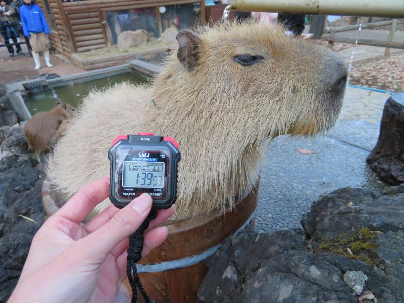 capybara onsen capybara onsen